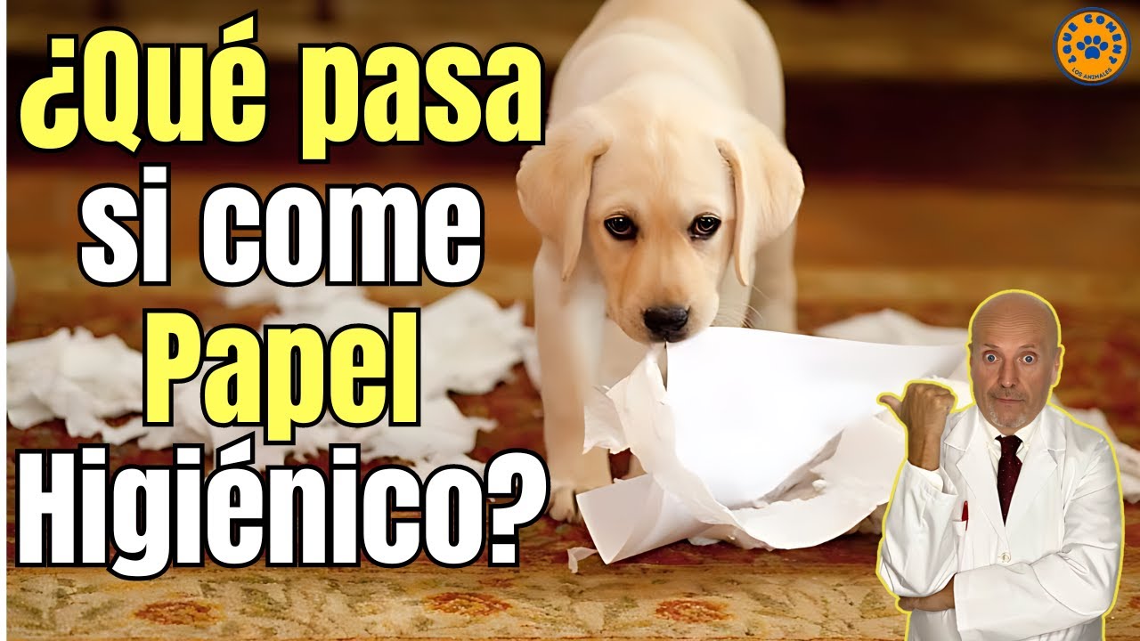 que pasa si un perro se come una servilleta