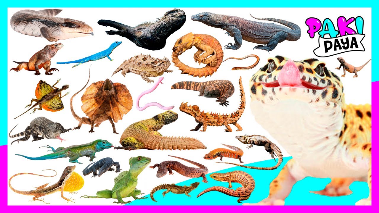 que tipo de animal es el lagarto