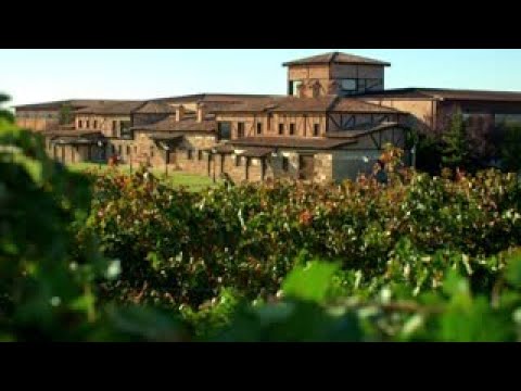 vino mayor de castilla ribera del duero