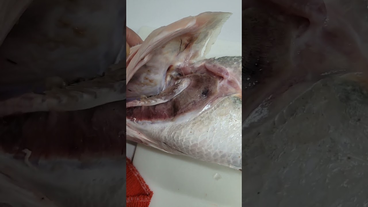 Cómo identificar si un pescado está en mal estado