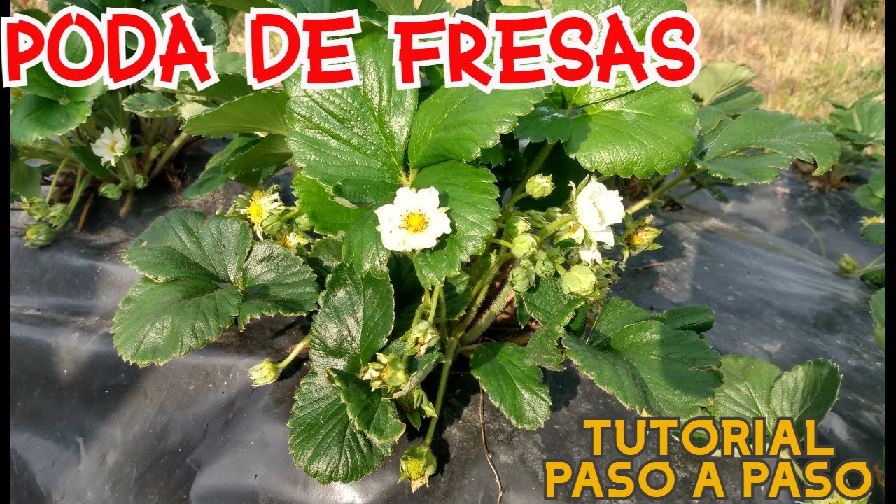 Cómo podar las fresas en su planta