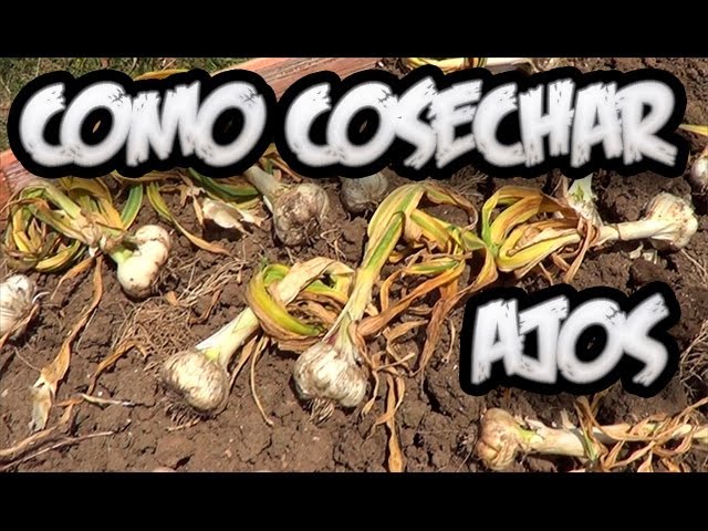 Cuándo recolectar ajos secos