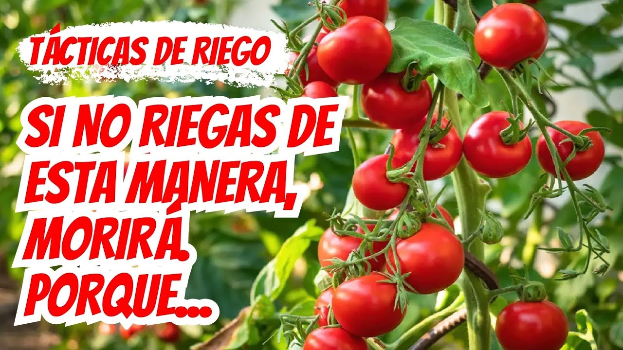 Cuidado diario de los tomates