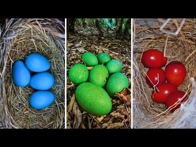 Los huevos de mayor tamaño en el mundo
