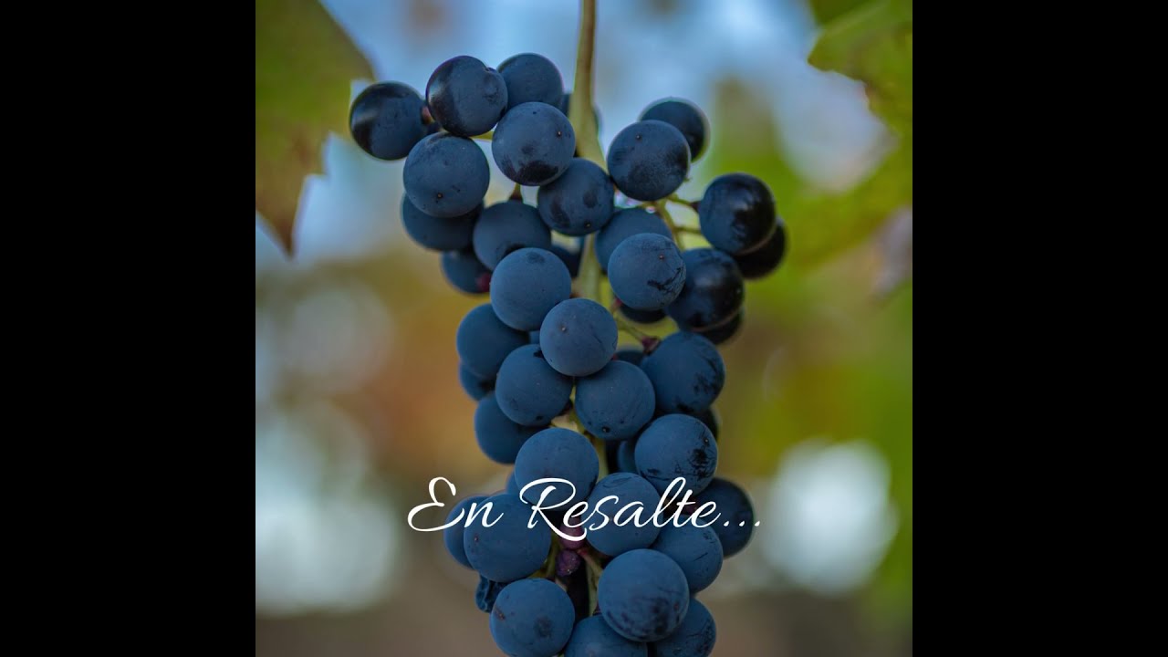 calificacion de añadas de ribera del duero