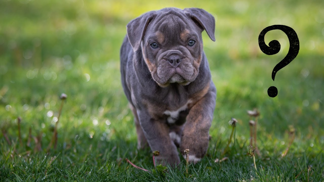 como construir un criadero de perros