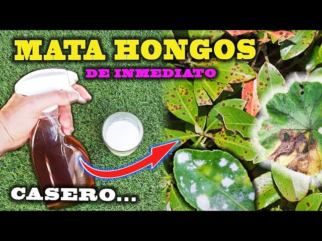 cómo tratar las plantas con manchas blancas
