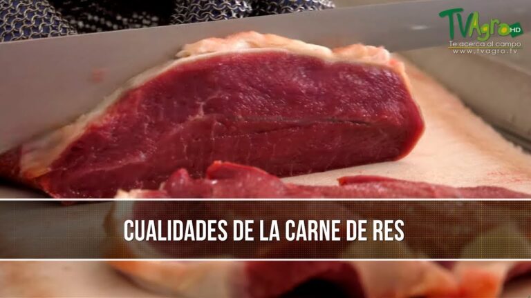 ¿Cuál es la carne de res? Descubre sus tipos, cortes y beneficios