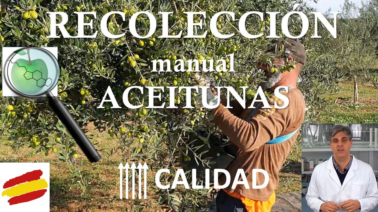 cuando se recoge la aceituna en españa