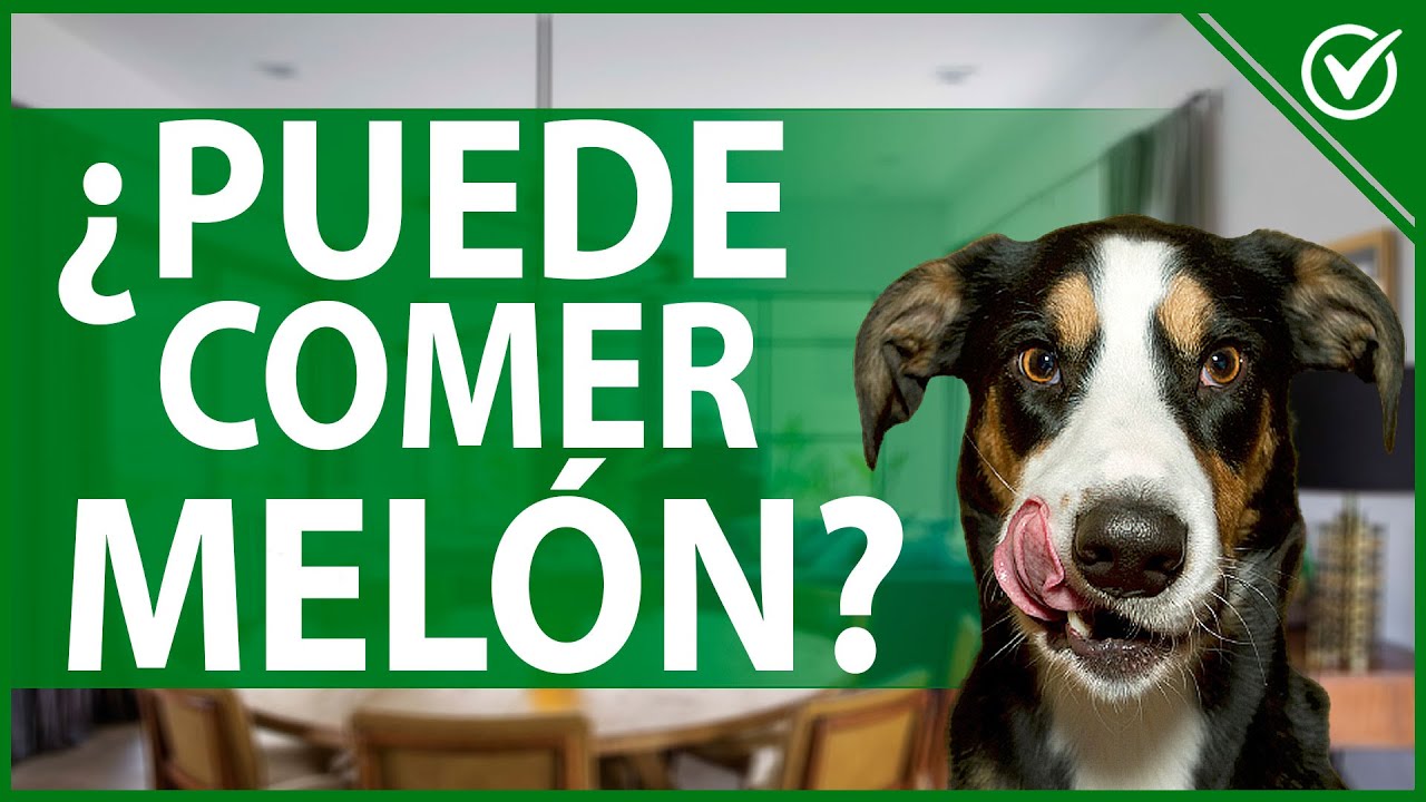el melon es malo para los perros