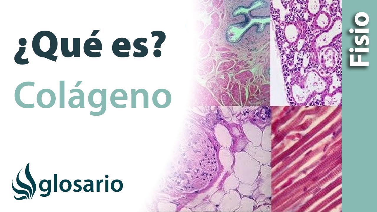 en que capa de la piel se encuentra el colageno
