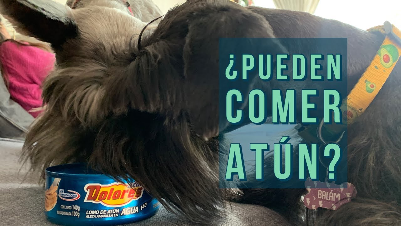los perros pueden comer atun en lata