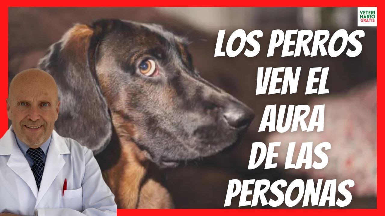 los perros ven el aura de las personas