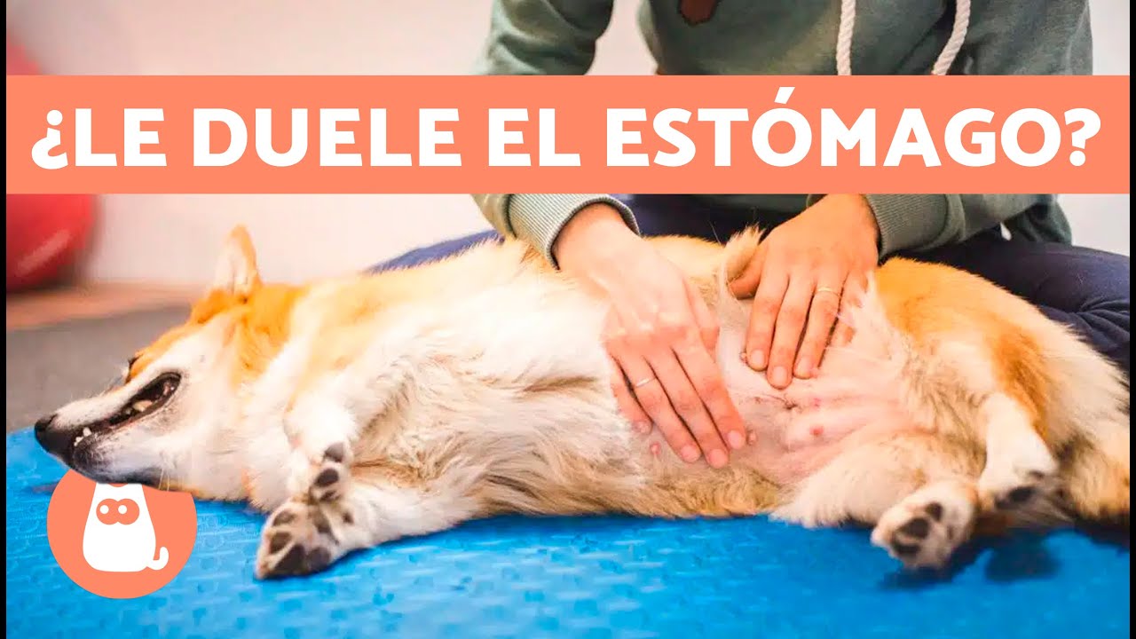mi perro se queja de dolor abdominal