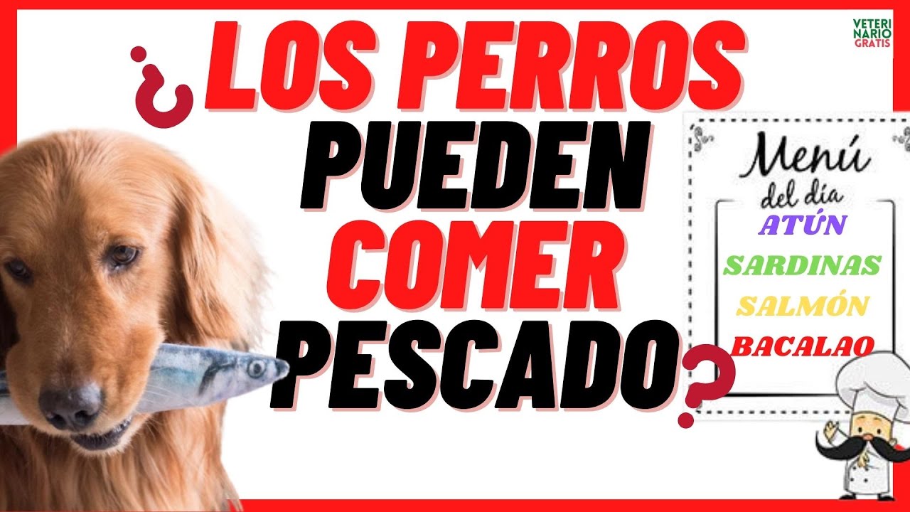 que pescados pueden comer los perros