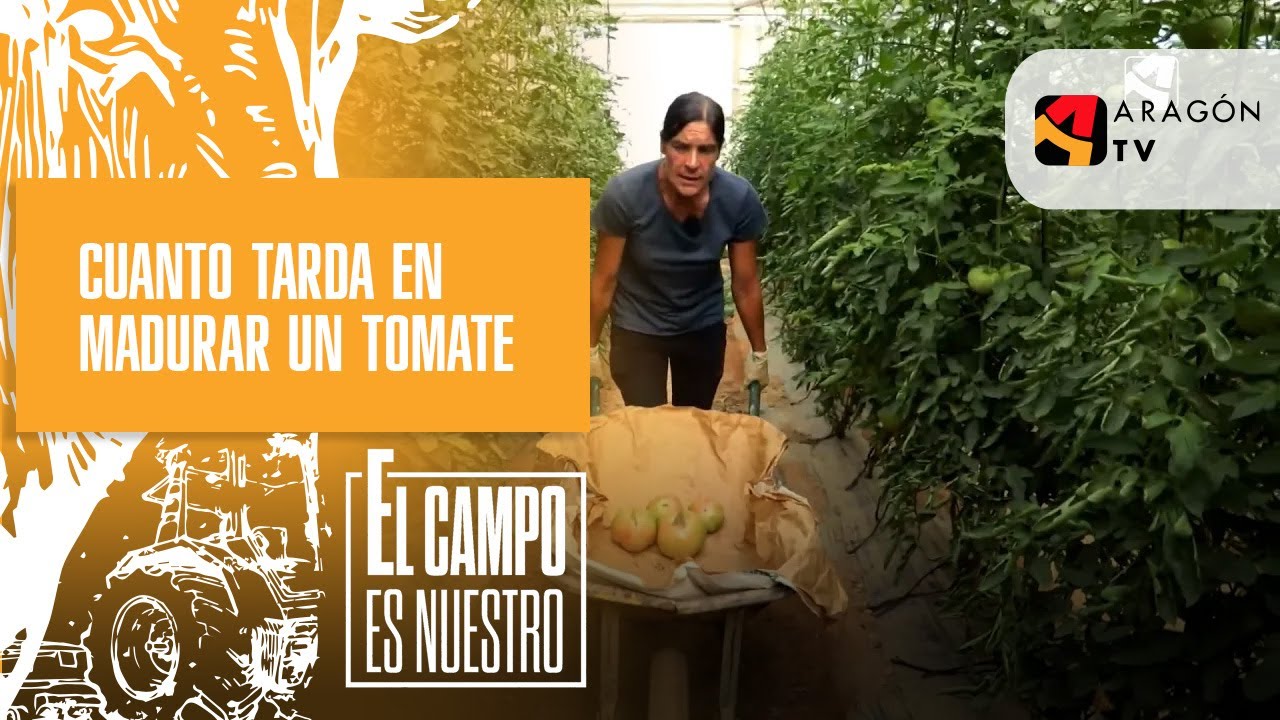 ¿Cuánto tiempo tardan los tomates en madurar?