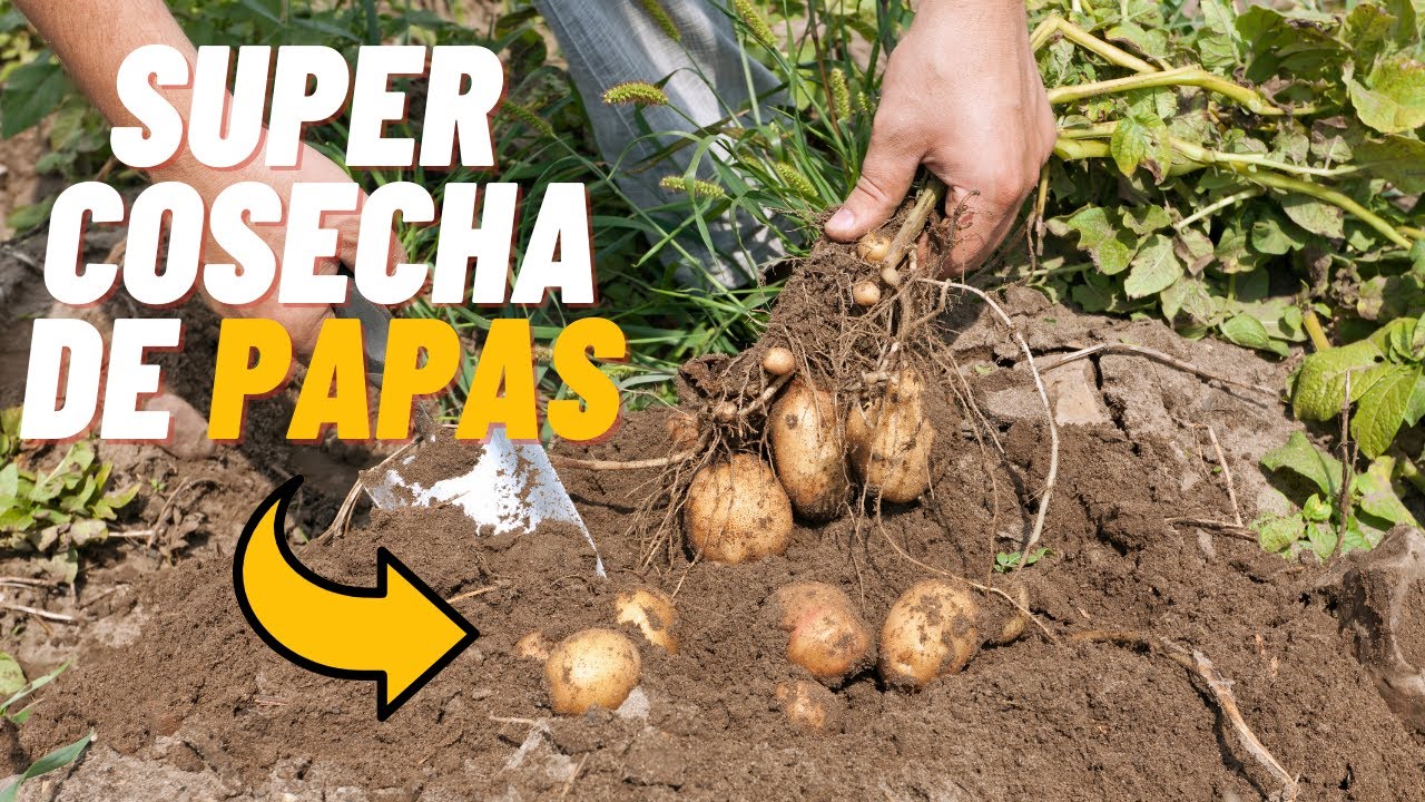 ¿En qué mes se cosechan las patatas?