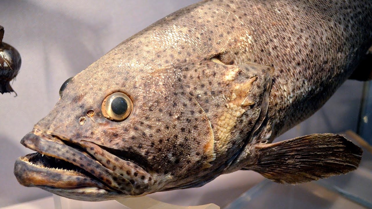 ¿Qué tipo de pescado es el bacalao?