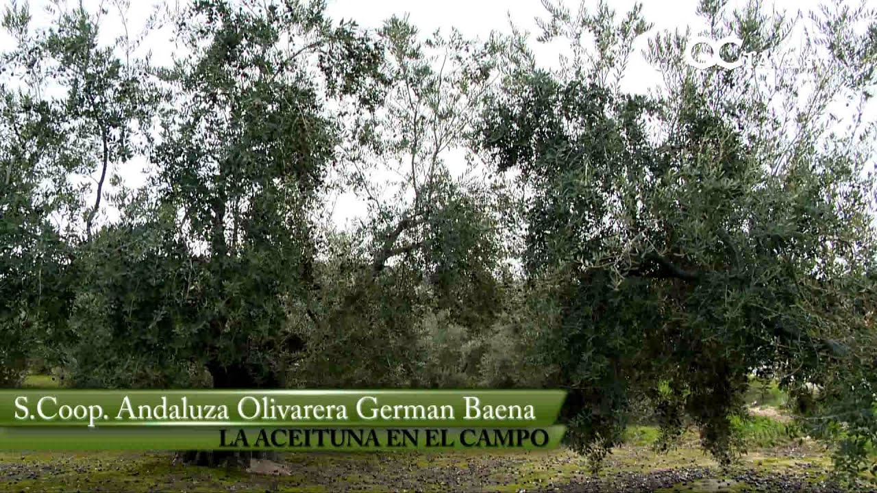 Aceite de oliva virgen extra en lata de 5 litros de German Baena