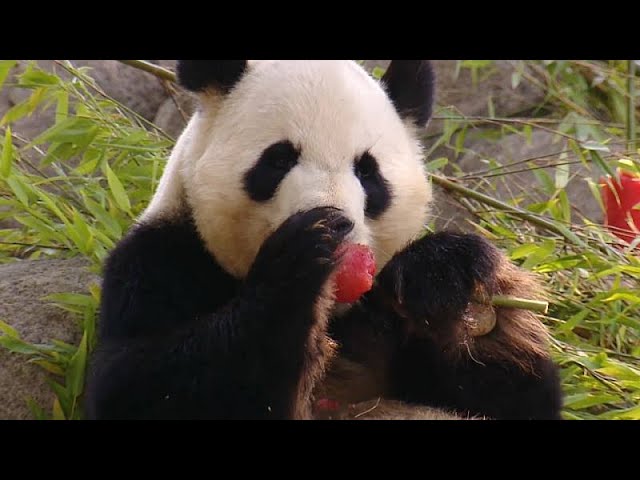 Comer en el Zoo de Madrid: Degustando en medio de la naturaleza