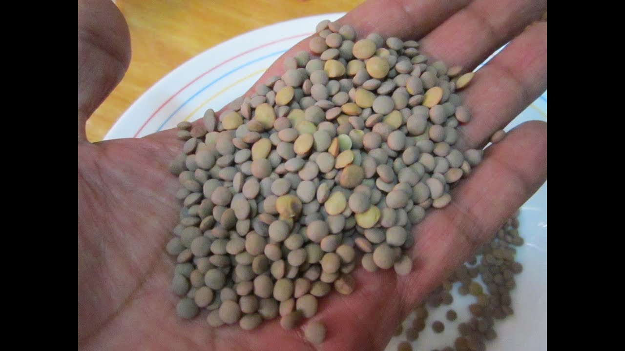 Cómo calcular la cantidad de agua necesaria para cocinar lentejas pardinas
