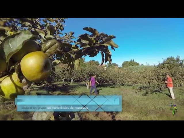 Cosecha de manzanas reineta