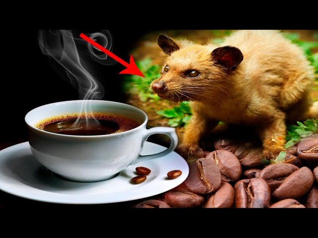 Los granos de café más costosos del planeta
