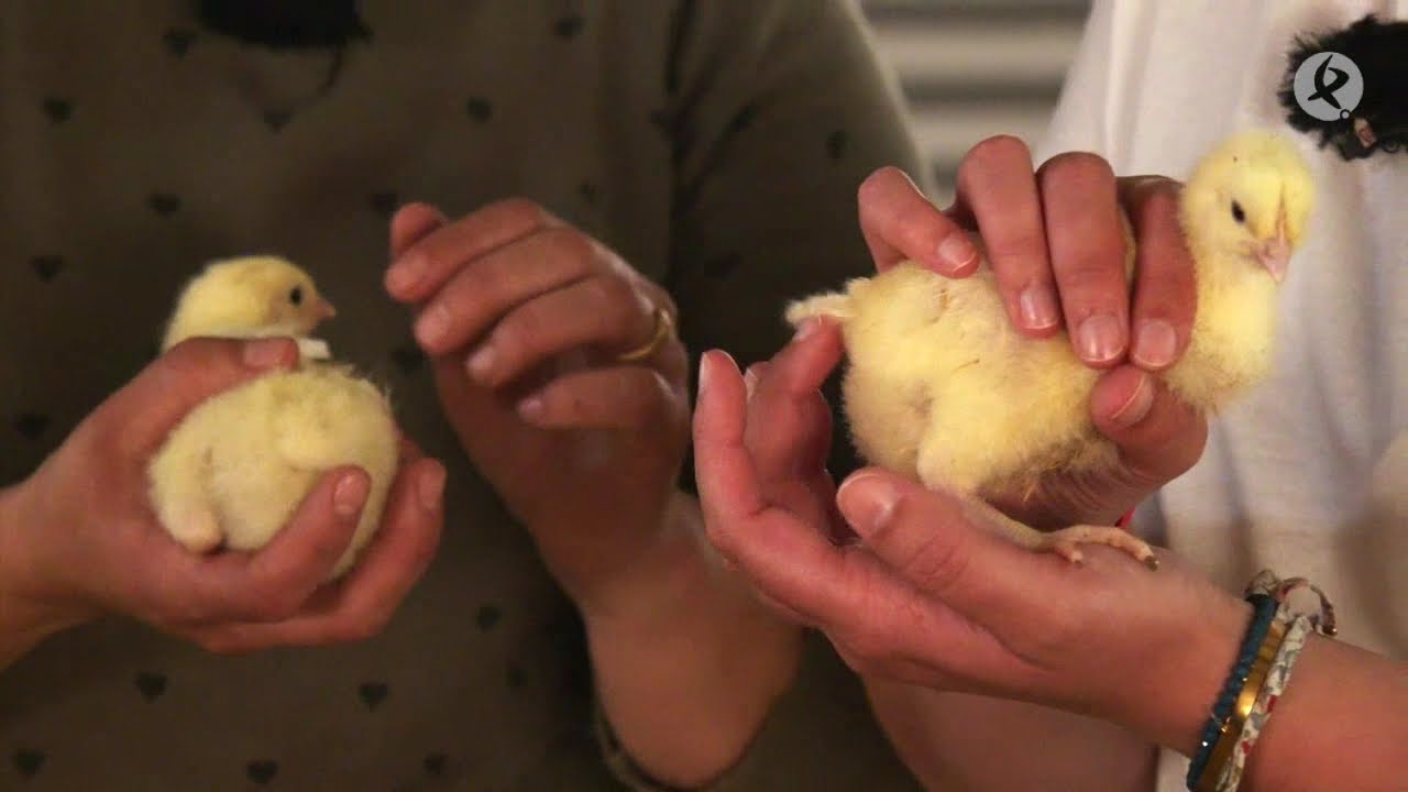 ¿Cómo distinguir entre un gallo y una gallina a los 2 meses de edad?