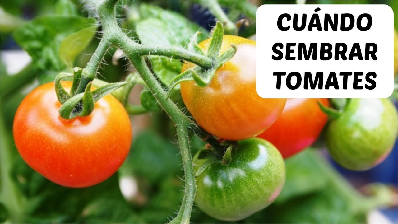 ¿Cuándo es la temporada ideal para plantar tomates?