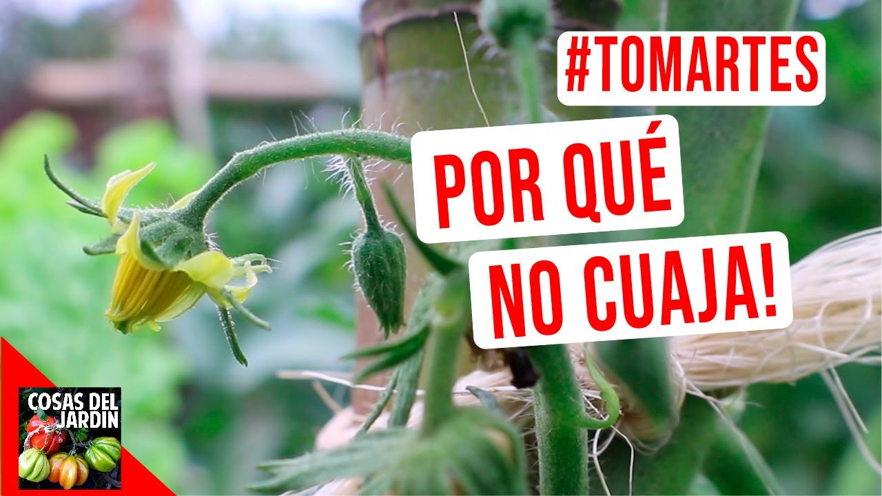 ¿Por qué las flores de la tomatera no producen tomates?