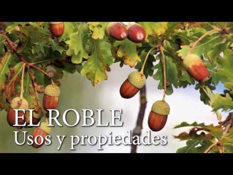 ¿Qué fruto produce el árbol roble?