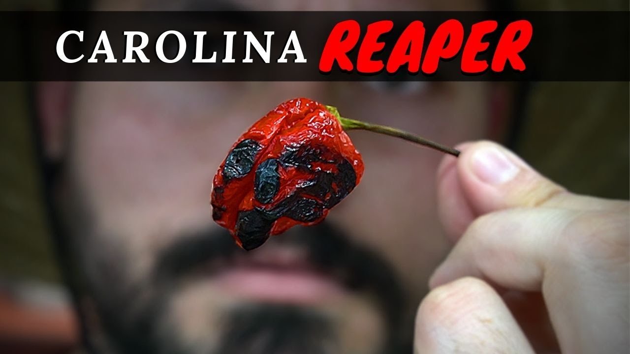 El pimiento más picante de la tierra
