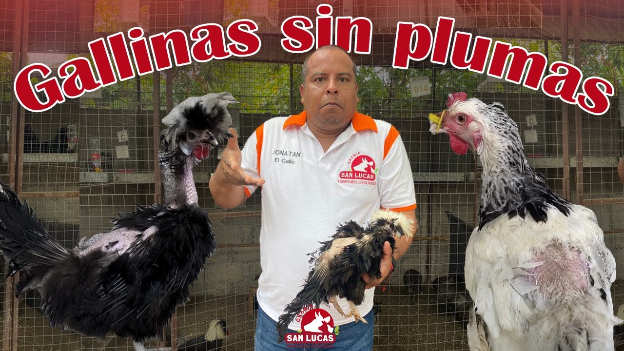 Gallina sin plumaje todavía