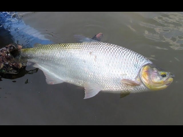 Origen y características de la dorada