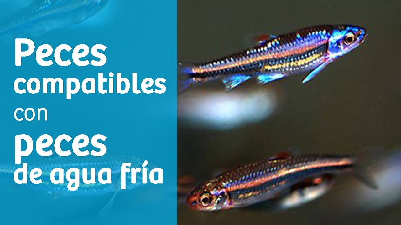 Peces ideales para acuarios de agua fría