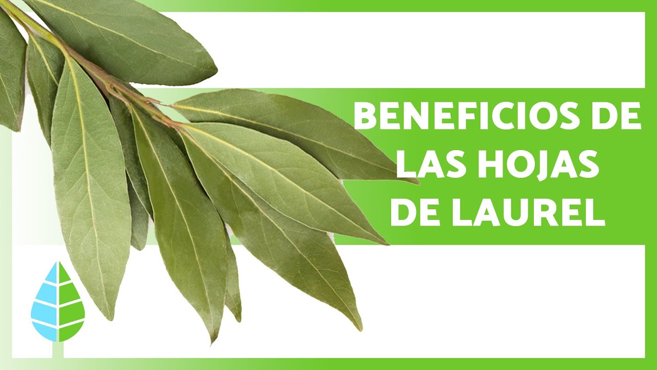 Problemas de salud en las hojas del laurel
