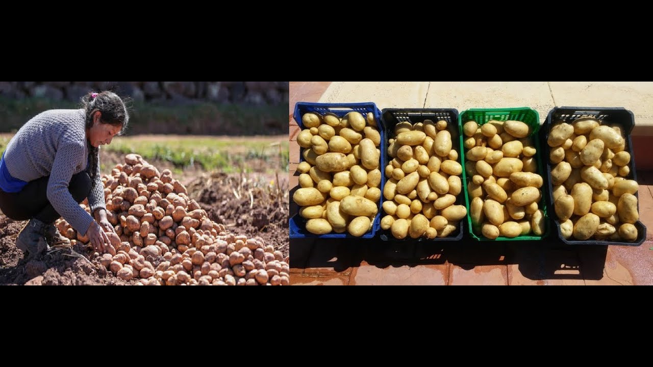 Uso de tierra de diatomeas en la conservación de patatas