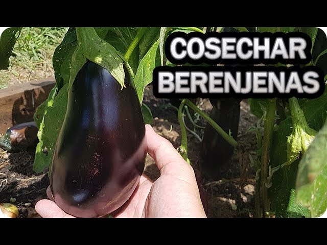 ¿Cuándo es la temporada de la berenjena?