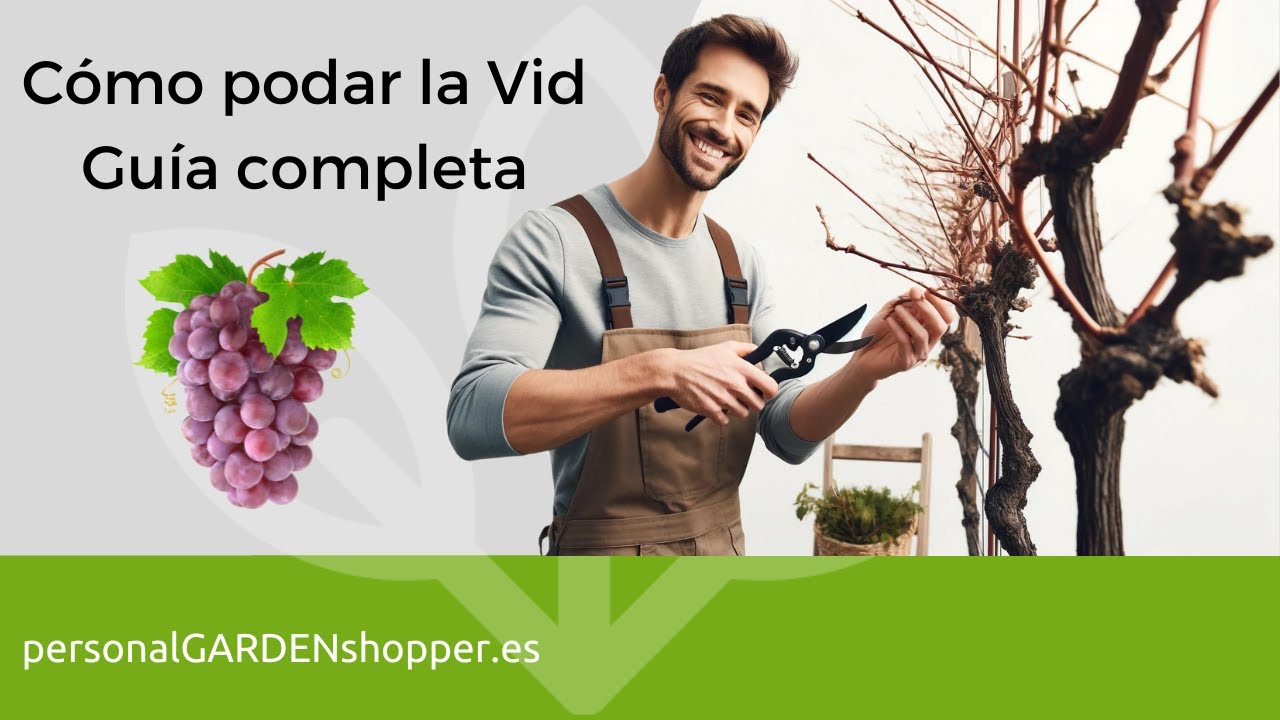 ¿Cuándo y cómo podar una vid?