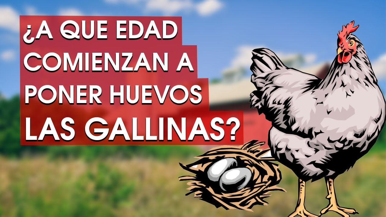 ¿Cuánto tiempo tarda una gallina en poner un huevo?
