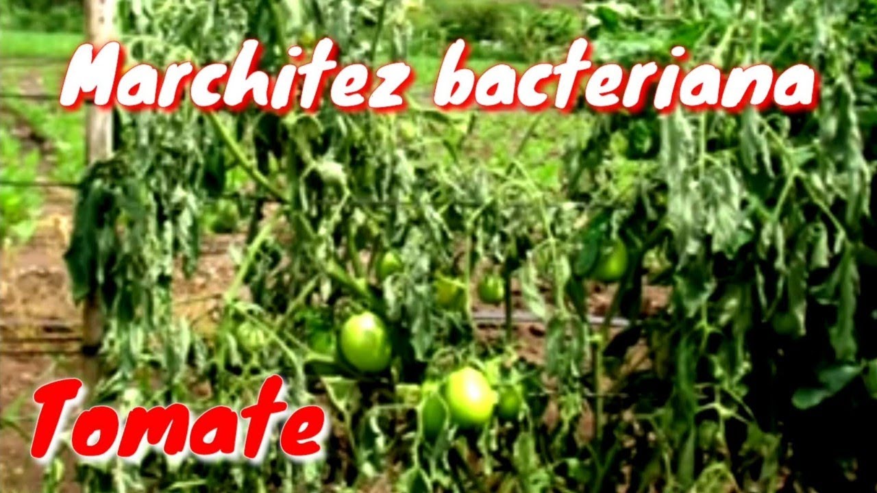 ¿Por qué las hojas de las tomateras se marchitan?