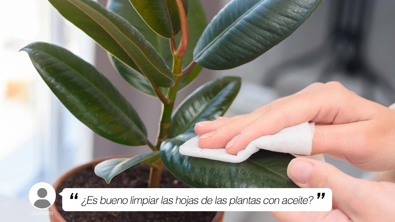 Cómo limpiar las hojas de las plantas utilizando aceite de oliva