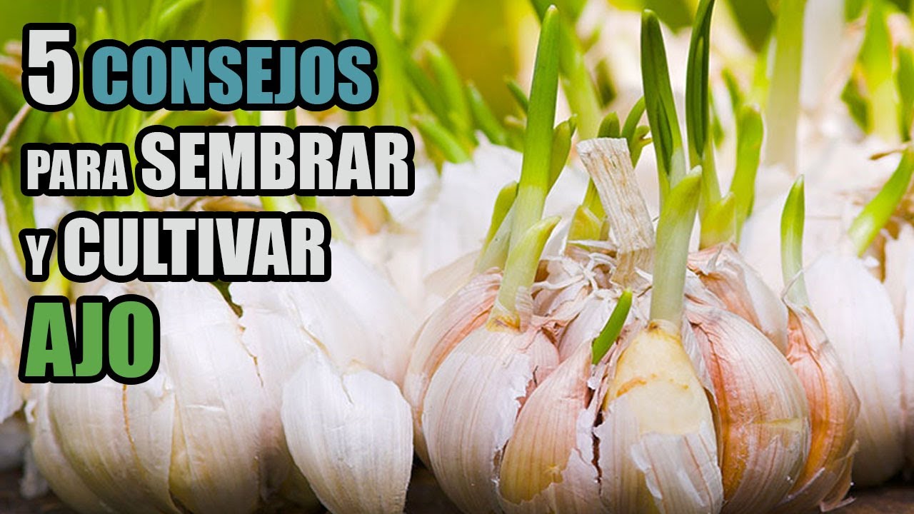 Distancia de siembra del ajo
