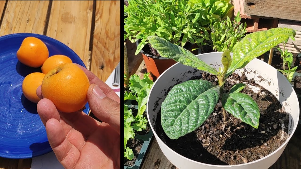 Guía paso a paso para plantar un hueso de níspero