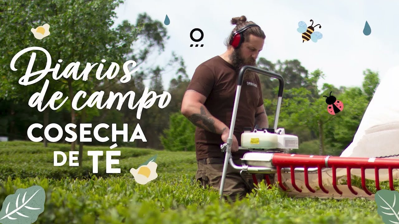 Qué cultivar en julio en la región de Galicia