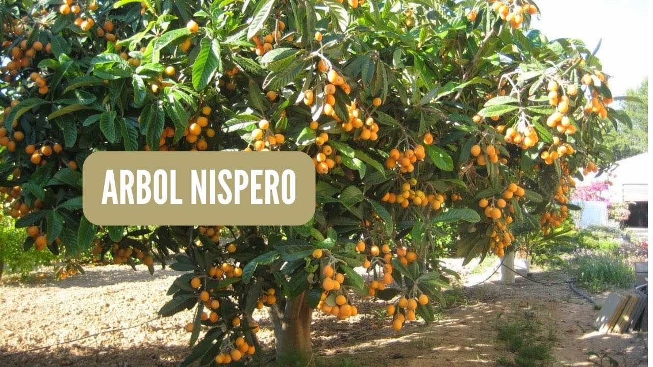 Tiempo que tarda un níspero en dar frutos