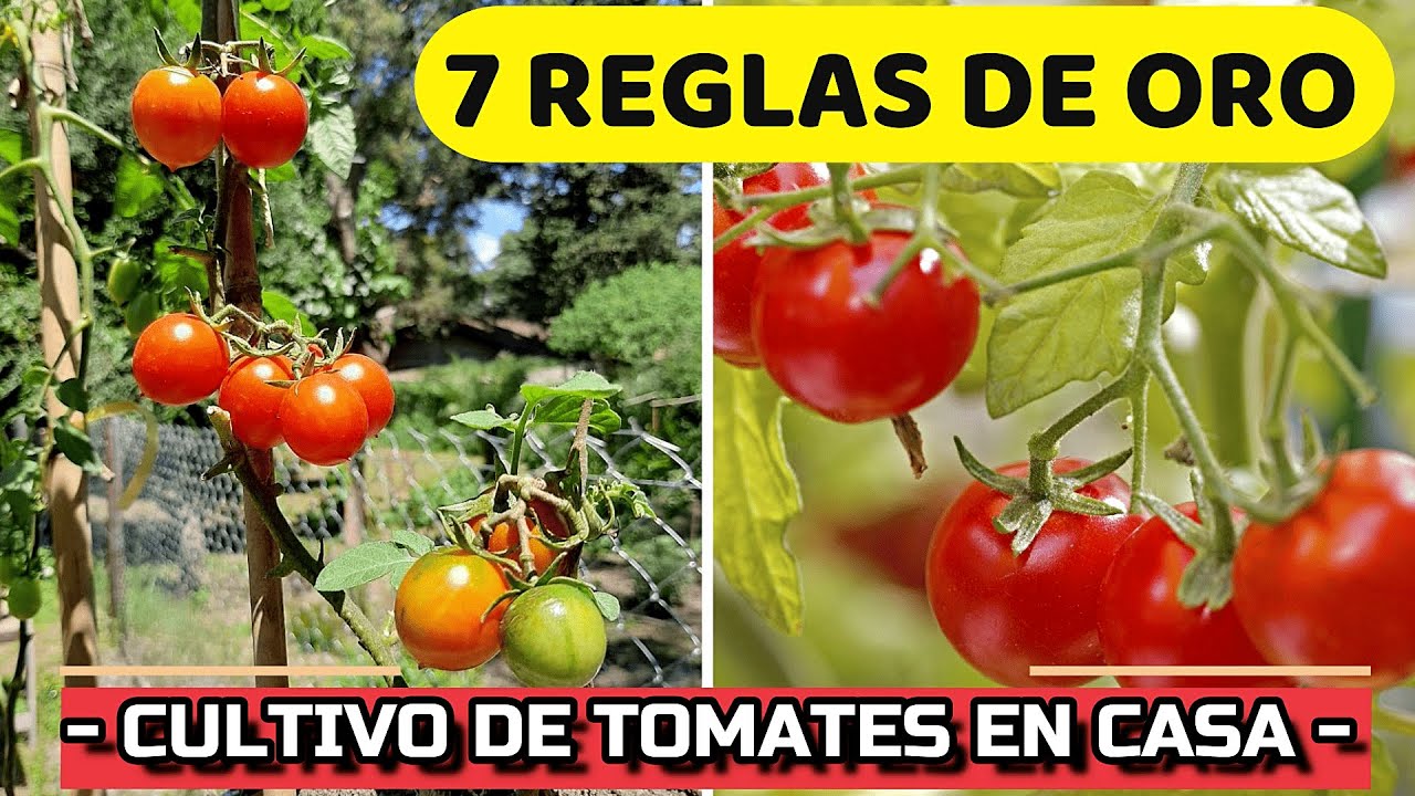 ¿Cuánto tiempo tarda en crecer un tomate?