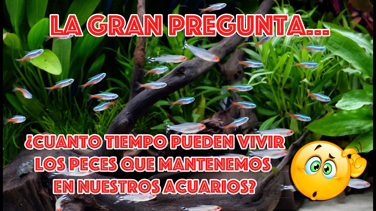 ¿Cuánto tiempo vive un pez de acuario?