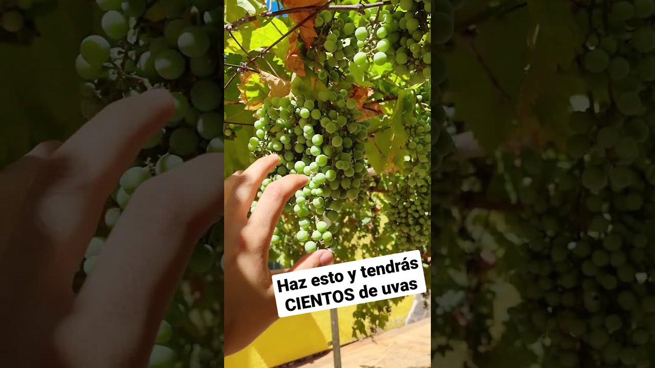 Adquiere parras de uva de mesa para tu hogar
