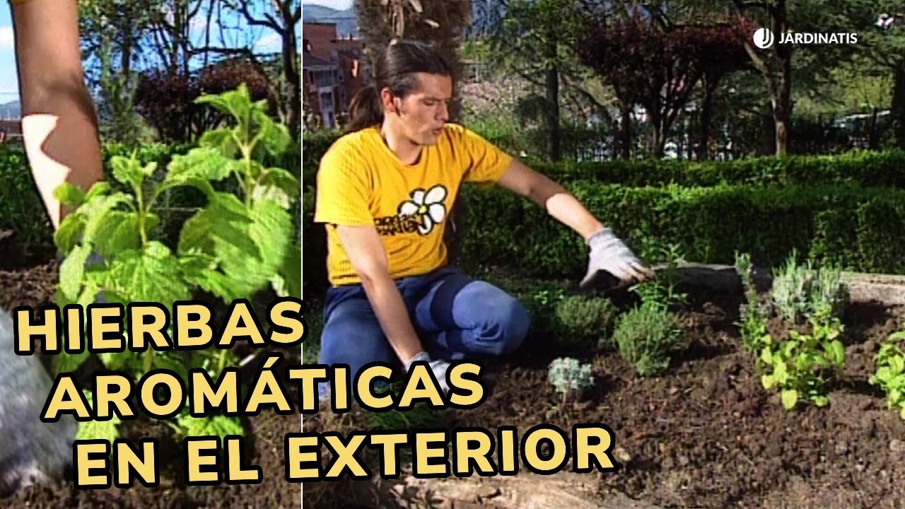 Cómo organizar un jardín de plantas aromáticas